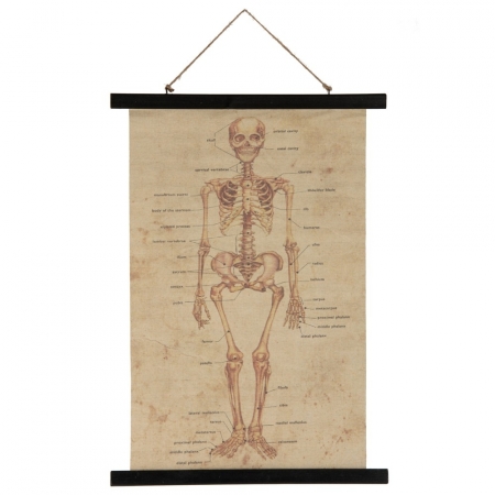 Nástěnná dekorace Anatomie, Jolipa